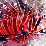 lionfish2