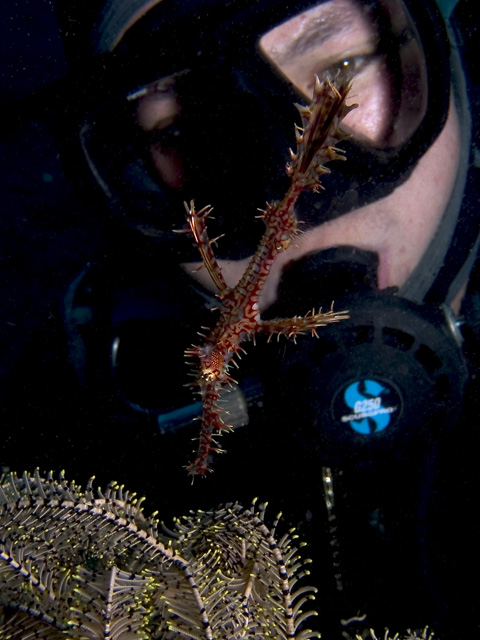 Diver with Harlequin Ghost Pipefish