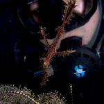 Diver with Harlequin Ghost Pipefish