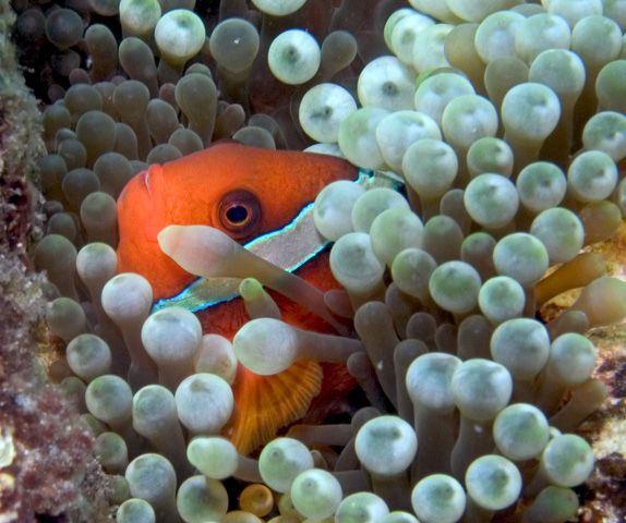 Anemonefish