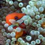 Anemonefish