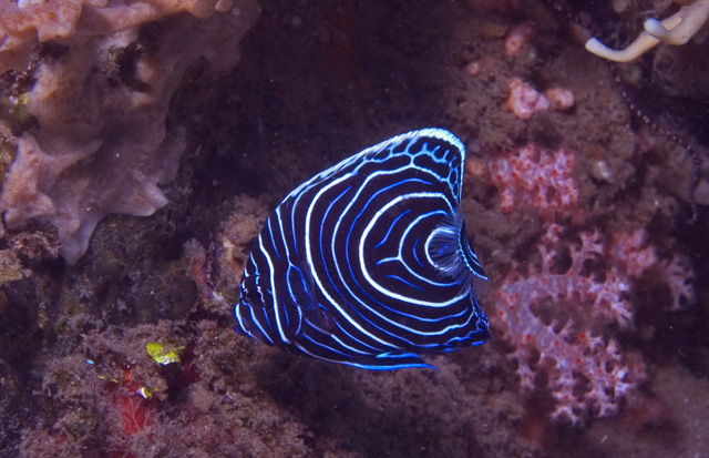 Juv. Emperor Angelfish