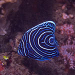 Juv. Emperor Angelfish