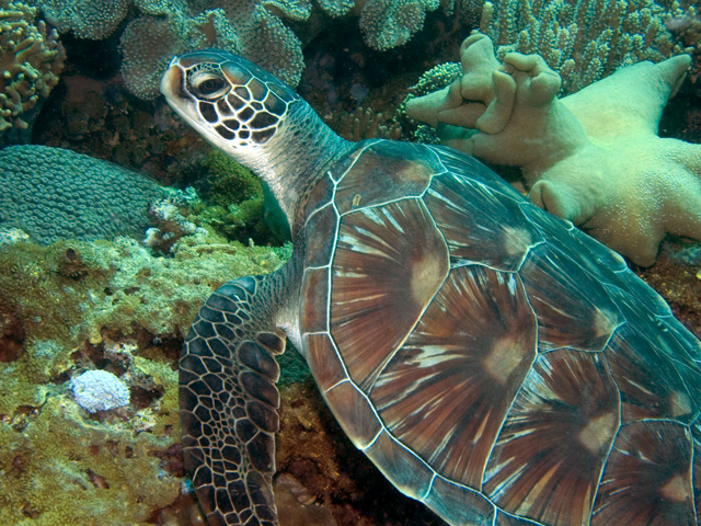 Turtle at Apo Island