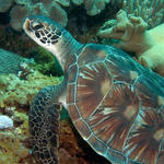 Turtle at Apo Island