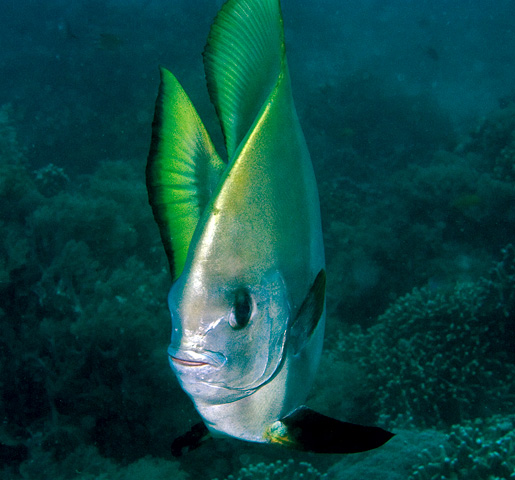 Batfish