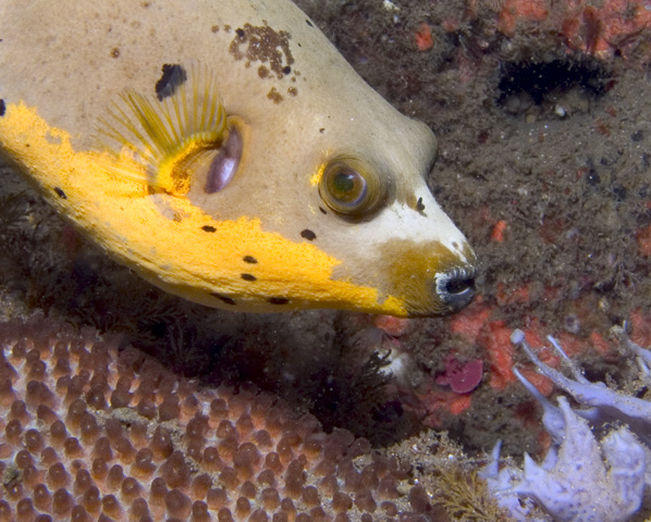 Blackspotted Puffer