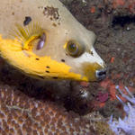 Blackspotted Puffer