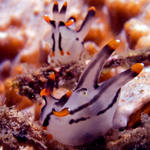 A pair of Thecacera picta nudibranchs