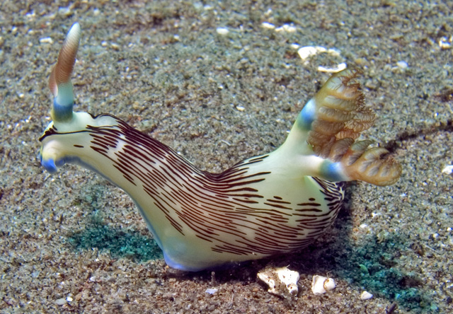 Nembrotha lineolata nudibranch