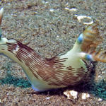 Nembrotha lineolata nudibranch