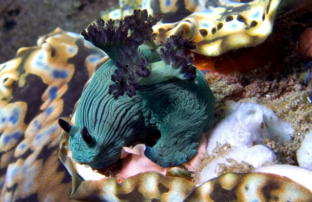 Nembrotha milleri nudibranch laying eggs on mantle of Giant Clam