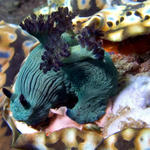 Nembrotha milleri nudibranch laying eggs on mantle of Giant Clam