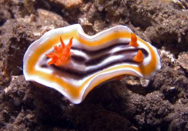 Chromodoris magnifica nudibranch