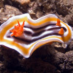 Chromodoris magnifica nudibranch