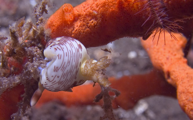 Nembrotha lineolata nudibranch with small critter