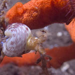 Nembrotha lineolata nudibranch with small critter