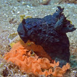 Nembrotha milleri nudibranch laying eggs in sand