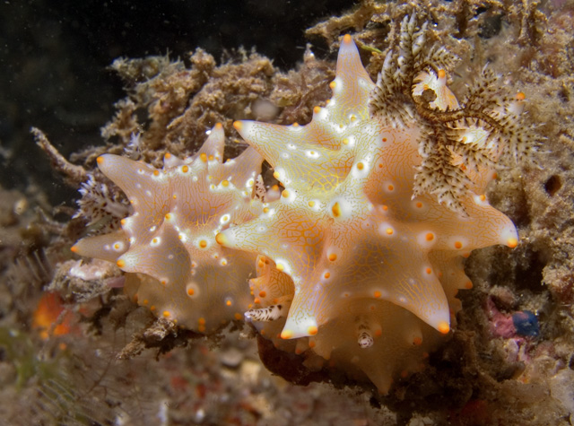 A pair of Halgerda carlsoni nudibranchs