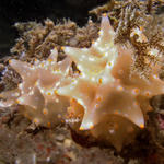 A pair of Halgerda carlsoni nudibranchs