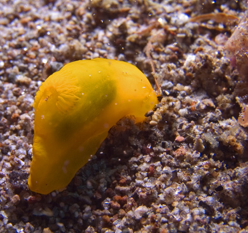 Gymnodoris subflava nudibranch