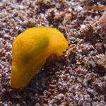 Gymnodoris subflava nudibranch