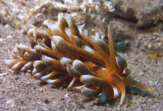 Phyllodesmium kabiranum nudibranch