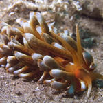 Phyllodesmium kabiranum nudibranch