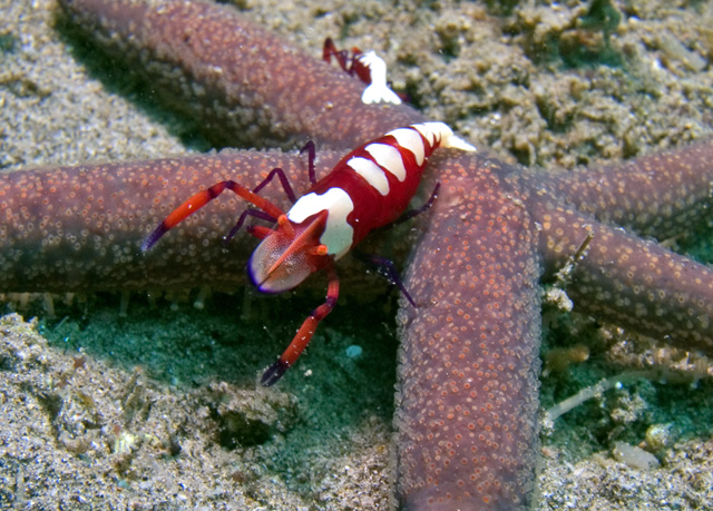 Red Emperor Shrimp on Sea Star