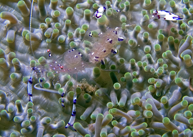 Pederson Shrimp with eggs