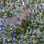 Pederson Shrimp with eggs