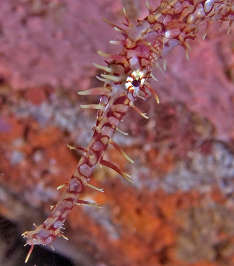 Harlequin Ghost Pipefish