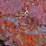 Harlequin Ghost Pipefish