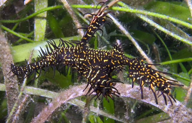 Black Harlequin Ghost Pipefish