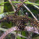 Black Harlequin Ghost Pipefish