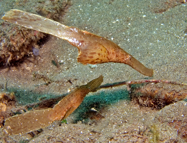 Robust Ghost Pipefish