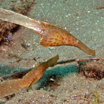 Robust Ghost Pipefish