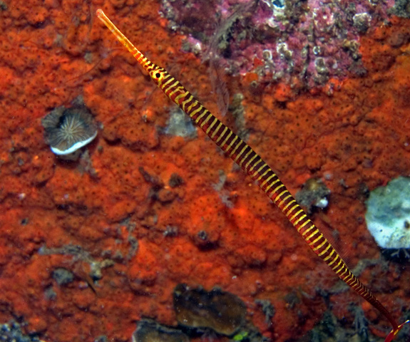 Orange-Ringed Pipefish