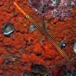 Orange-Ringed Pipefish