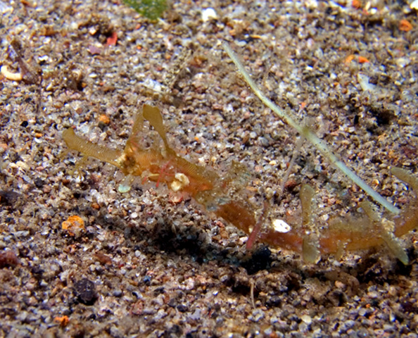 Whiskered Pipefish