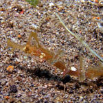 Whiskered Pipefish