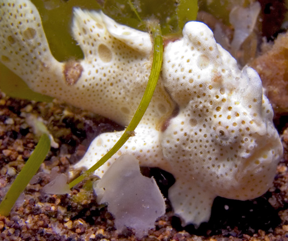 Frogfish