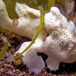 Frogfish