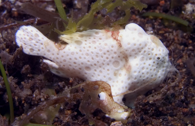 Tiny Frogfish getting cleaned