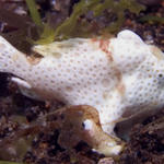 Tiny Frogfish getting cleaned