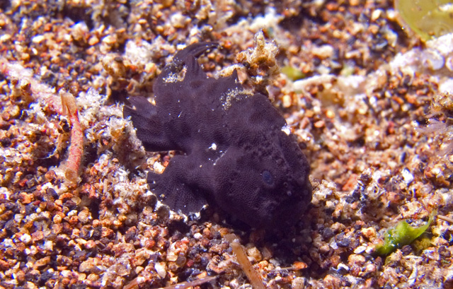 Black Frogfish