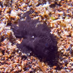 Black Frogfish