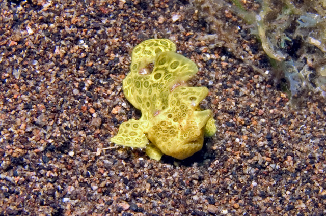 Yellow Frogfish