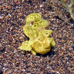 Yellow Frogfish