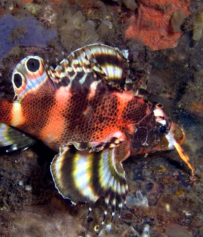 Rare Doublespot Lionfish (Dendrochirus biocellatus)